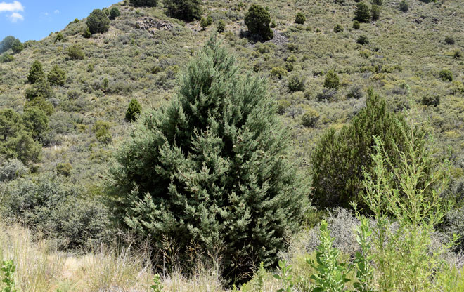 Arizona Cypress is a handsome pyramid-shaped conifer that grows in the southwestern United States. It can reach a height of 70 feet and 15 to 20 feet wide. Cupressus arizonica (= Hesperocyparis arizonica)